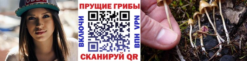 Псилоцибиновые грибы Psilocybine cubensis  Серов 